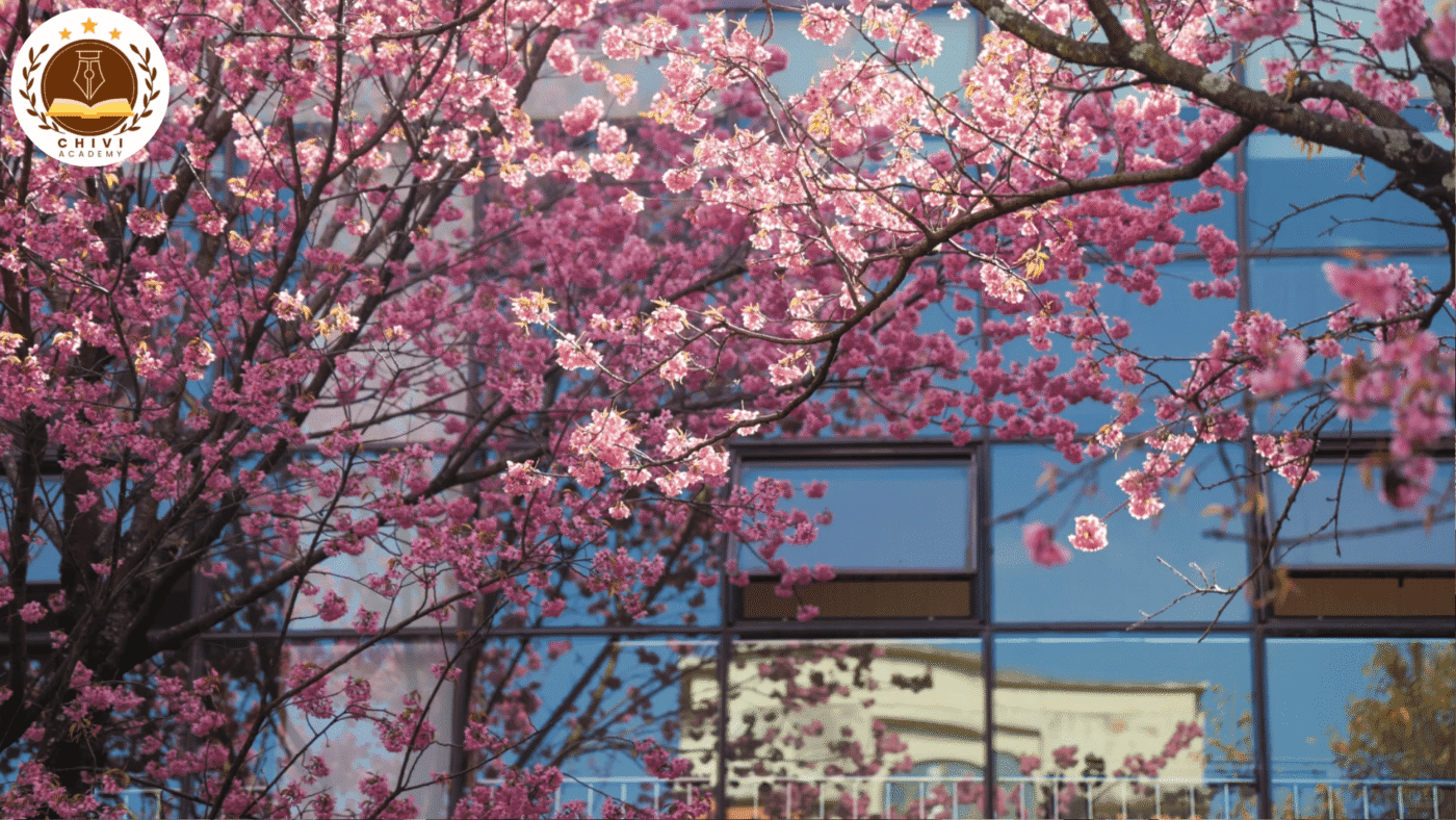 Hoa anh đào tại Đại học Vân Nam