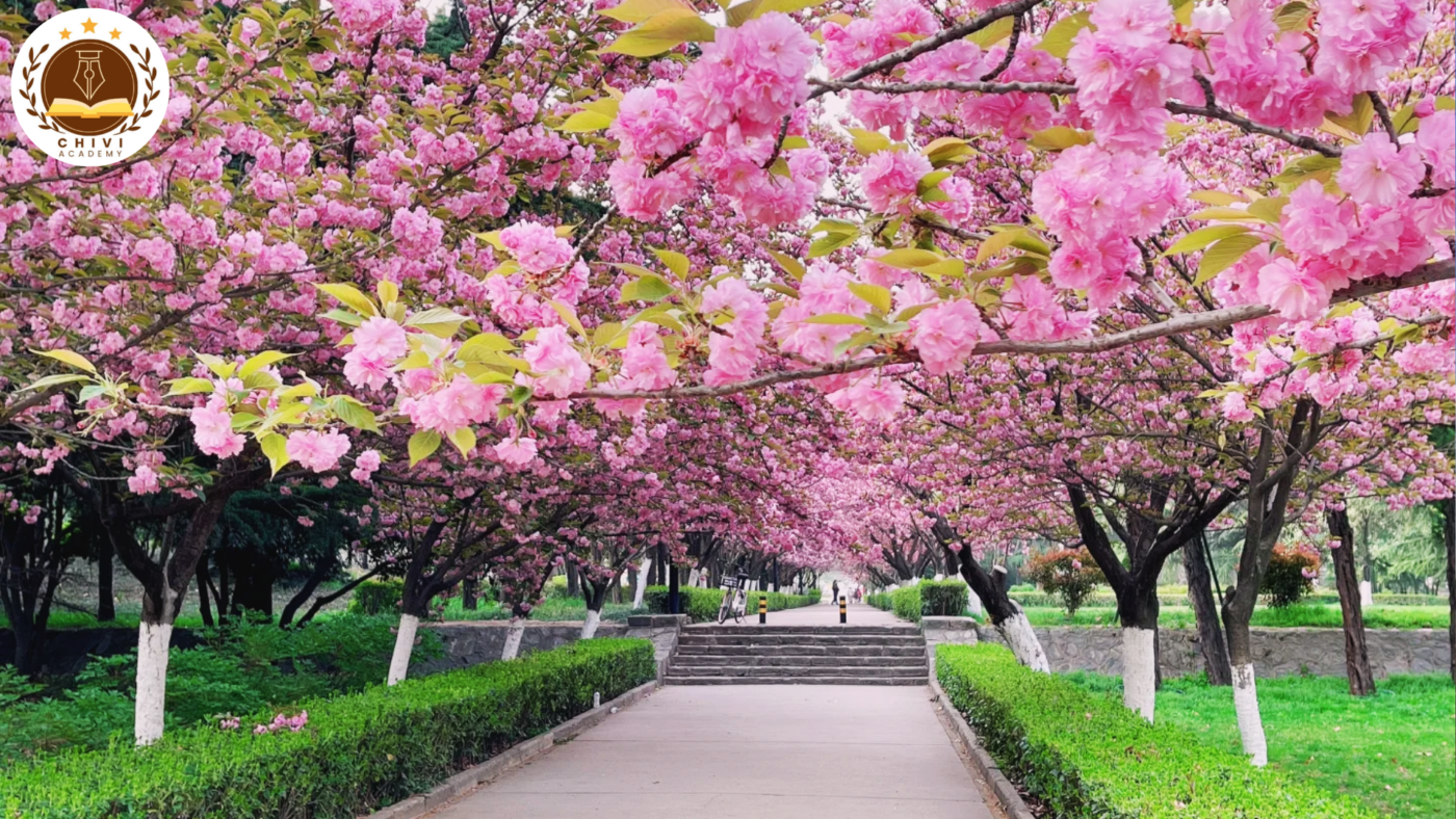 Hoa anh đào tại Đại học Giao thông Tây An